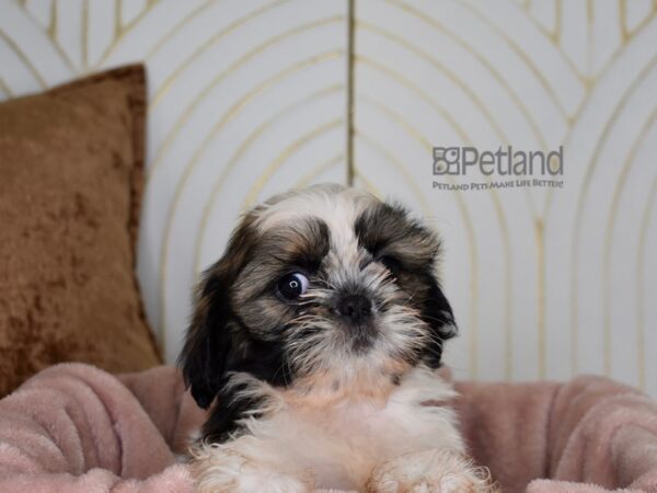 Shih Tzu-Dog-Female-Gold, White, & Black-878-Petland Lee's Summit, MO