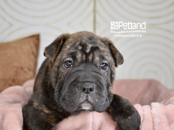 French Pei-Dog-Female-Brindle-5796-Petland Lee's Summit, MO