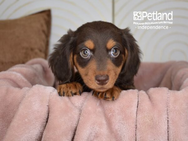 Dachshund-Dog-Male-Chocolate & Tan, Long Haired-5800-Petland Lee's Summit, MO