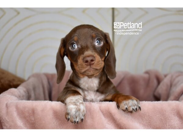 Dachshund-Dog-Male-Chocolate & Tan-5806-Petland Lee's Summit, MO