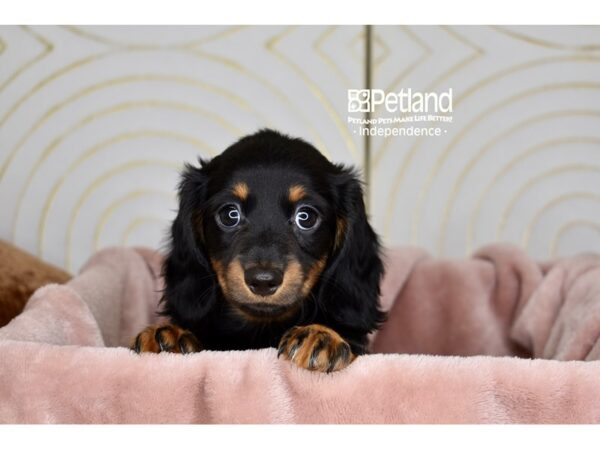 Dachshund-Dog-Female-Black & Tan, Long Haired-5805-Petland Lee's Summit, MO