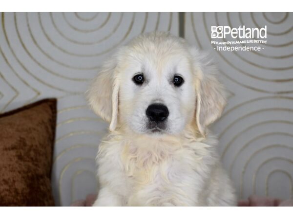 Golden Retriever-Dog-Male-Golden-5804-Petland Lee's Summit, MO