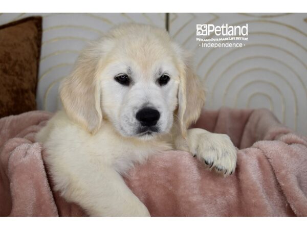 Golden Retriever-Dog-Female-Golden-5802-Petland Lee's Summit, MO