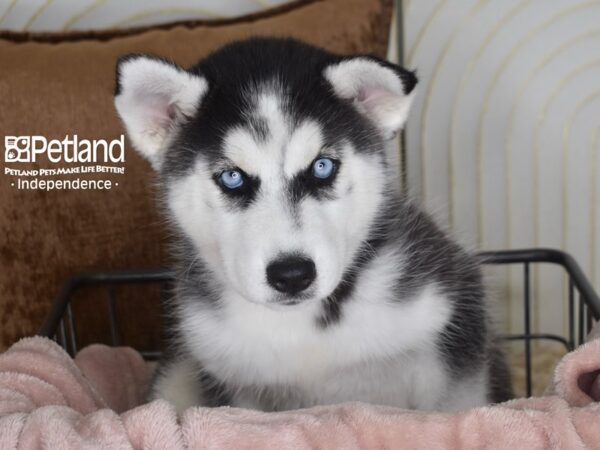Siberian Husky-Dog-Female-Black & White-5816-Petland Lee's Summit, MO