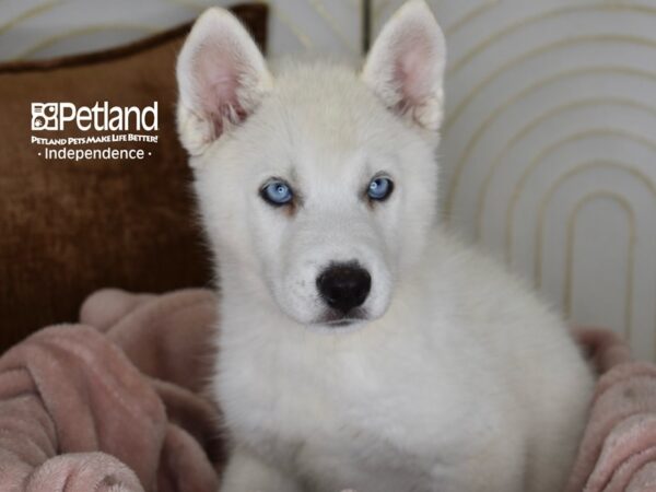 Siberian Husky-Dog-Male-White-5815-Petland Lee's Summit, MO