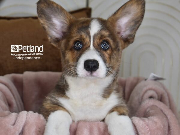 Cardigan Welsh Corgi-Dog-Male-Brindle & White-5823-Petland Lee's Summit, MO