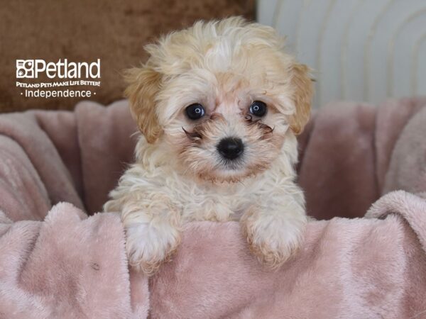 Maltipoo-Dog-Female-Apricot-5822-Petland Lee's Summit, MO