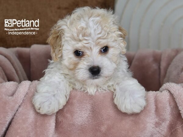 Havapoo-Dog-Male-Sable & White-5821-Petland Lee's Summit, MO