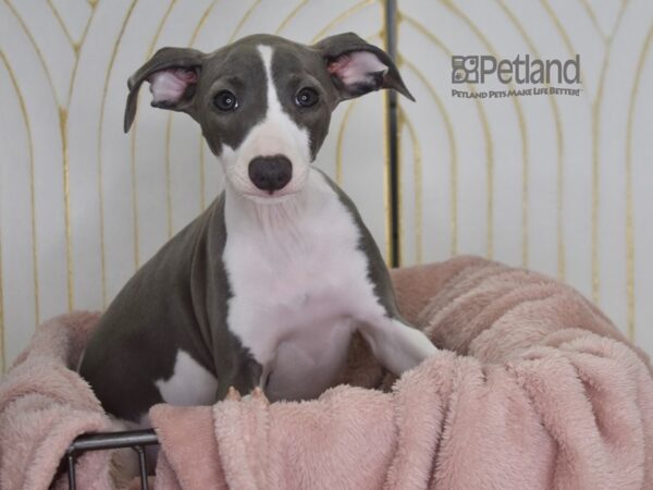 Italian Greyhound-Dog-Female-Blue & White-914-Petland Lee's Summit, MO