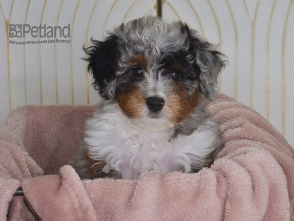 Miniature Bernedoodle 2nd Gen-Dog-Female-Blue Merle-913-Petland Lee's Summit, MO