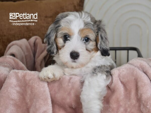 Miniature Bernedoodle 2nd Gen-Dog-Male-Blue Merle-5835-Petland Lee's Summit, MO