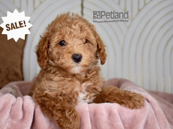 Miniature Poodle-Dog-Male-Apricot-833-Petland Lee's Summit, MO