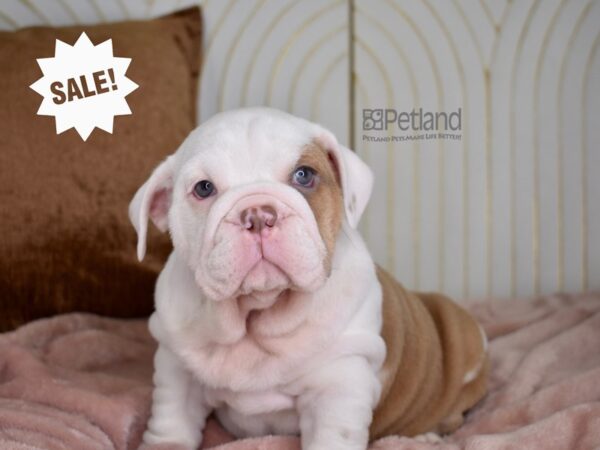 English Bulldog-Dog-Female-Red Piebald-811-Petland Lee's Summit, MO
