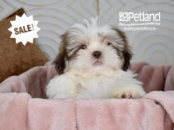 Shih Tzu-Dog-Male-Chocolate & White-5678-Petland Lee's Summit, MO