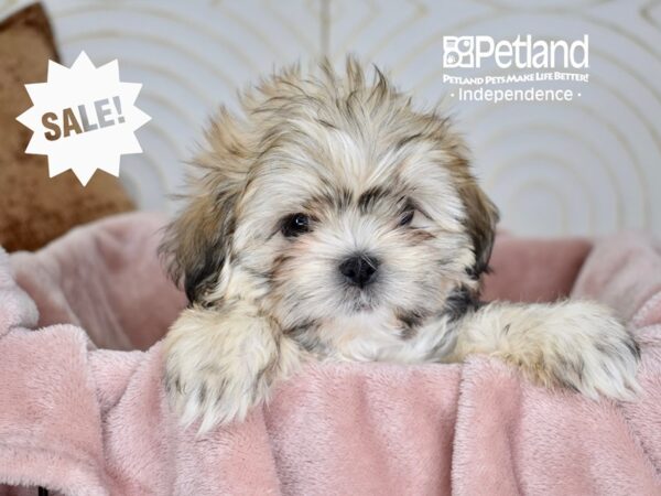 Shih Tzu-Dog-Male-Sable-5679-Petland Lee's Summit, MO