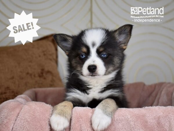 Pomsky 2nd Gen-Dog-Female-Black & Tan White Markings-5705-Petland Lee's Summit, MO