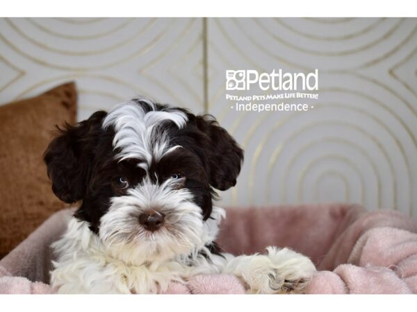 Shihpoo-Dog-Female-Black Parti-5732-Petland Lee's Summit, MO