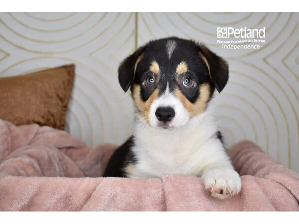 Pembroke Welsh Corgi-Dog-Female-Black, White, and Tan-5749-Petland Lee's Summit, MO