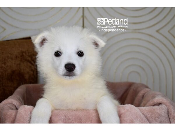 American Eskimo-Dog-Male-White-5759-Petland Lee's Summit, MO