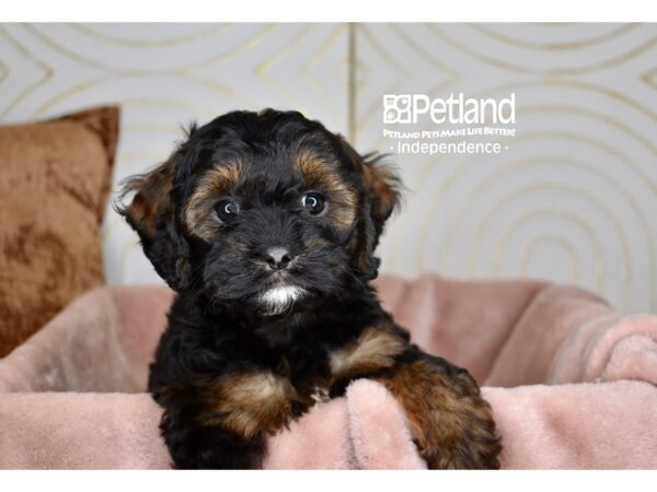Cockapoo-Dog-Female-Black & Tan-5755-Petland Lee's Summit, MO