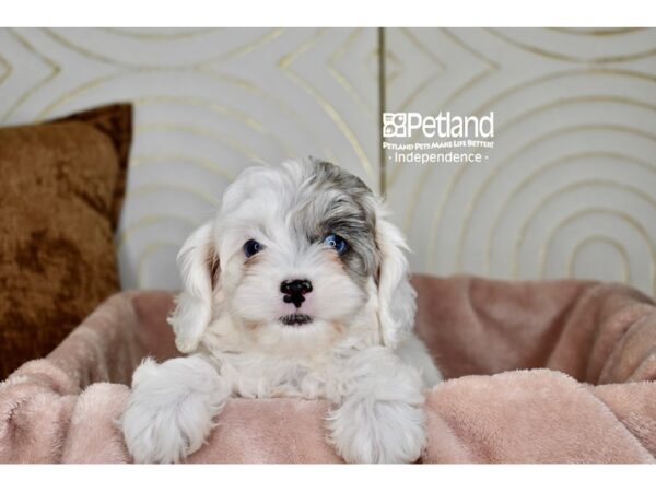Cockapoo-Dog-Female-Blue Merle Parti-5757-Petland Lee's Summit, MO