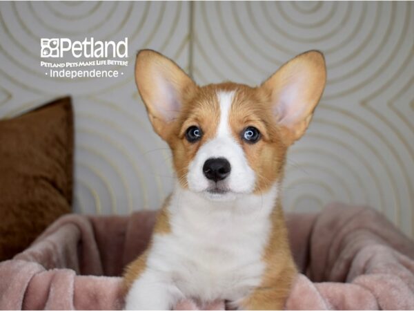 Pembroke Welsh Corgi-Dog-Female-Red & White-5766-Petland Lee's Summit, MO