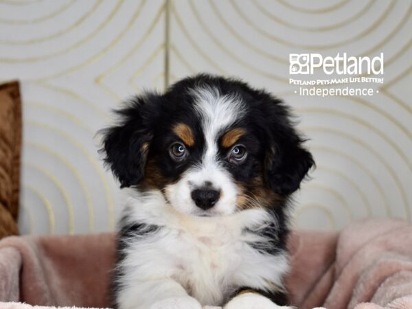 Toy Australian Shepherd-Dog-Female-Black Tri-5761-Petland Lee's Summit, MO