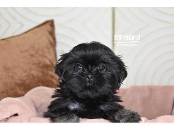 Shih Tzu-Dog-Female-Black-5785-Petland Lee's Summit, MO