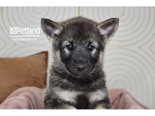 Norwegian Elkhound-Dog-Female-Black & Silver-5781-Petland Lee's Summit, MO