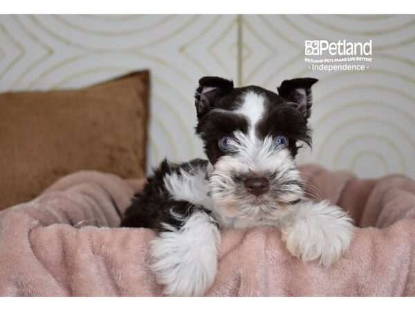 Miniature Schnauzer-Dog-Female-Chocolate & White-5787-Petland Lee's Summit, MO