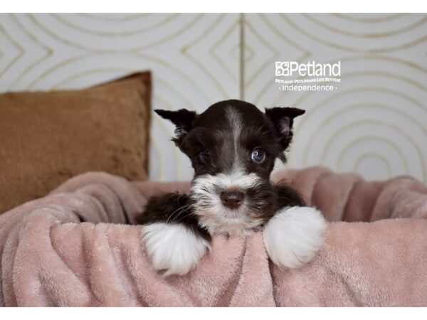 Miniature Schnauzer-Dog-Male-Chocolate & White-5786-Petland Lee's Summit, MO