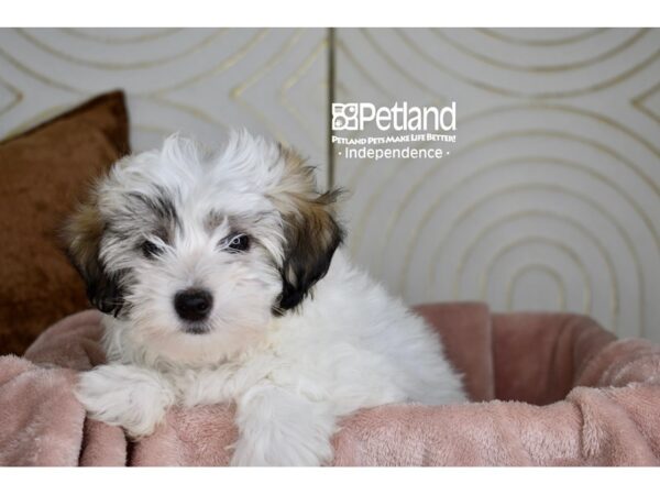 Maltipoo-Dog-Male-Tan & White-5777-Petland Lee's Summit, MO