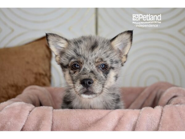 Pomsky 2nd Gen-Dog-Female-Merle-5782-Petland Lee's Summit, MO