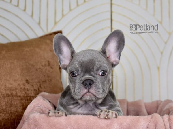 French Bulldog-Dog-Female-Lilac & Tan-893-Petland Lee's Summit, MO