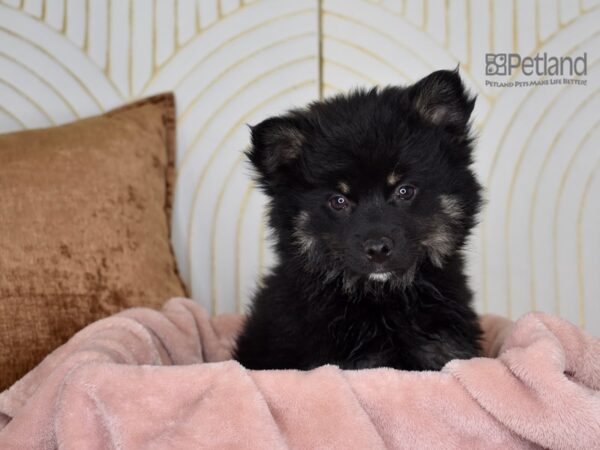Pomsky 2nd Gen-Dog-Male-Black & Tan-885-Petland Lee's Summit, MO