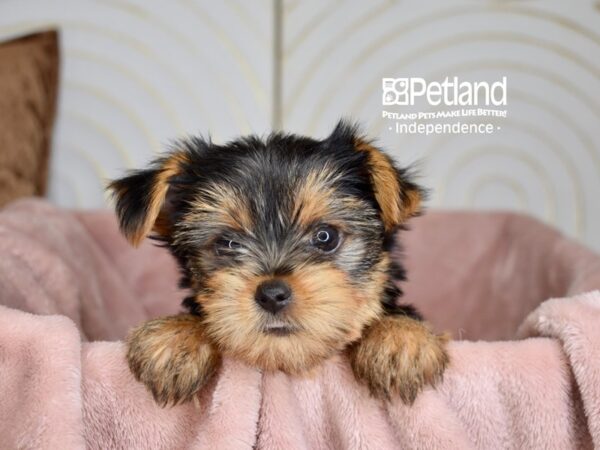 Yorkshire Terrier-Dog-Male-Black & Tan-5794-Petland Lee's Summit, MO