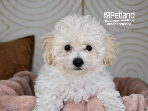 Bichon Poo-Dog-Male-Cream-5799-Petland Lee's Summit, MO