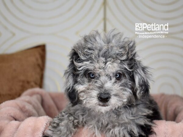 Bichon Poo-Dog-Male-Blue Merle-5798-Petland Lee's Summit, MO