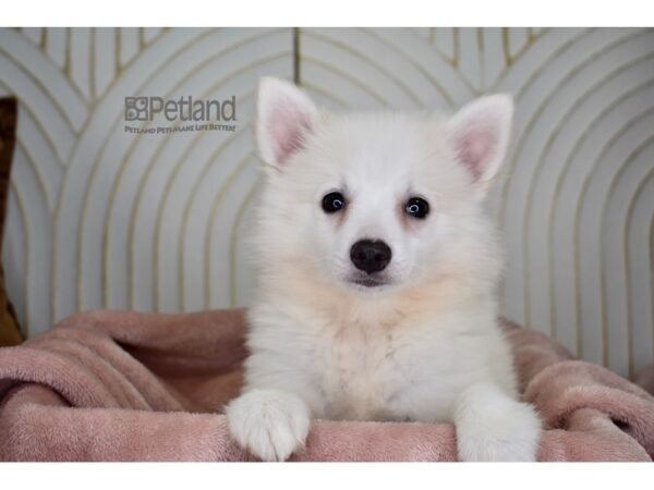 American Eskimo-Dog-Female-White-901-Petland Lee's Summit, MO