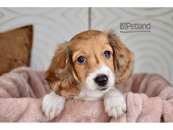 Dachshund-Dog-Female-Red Piedbald, Long Haired-903-Petland Lee's Summit, MO