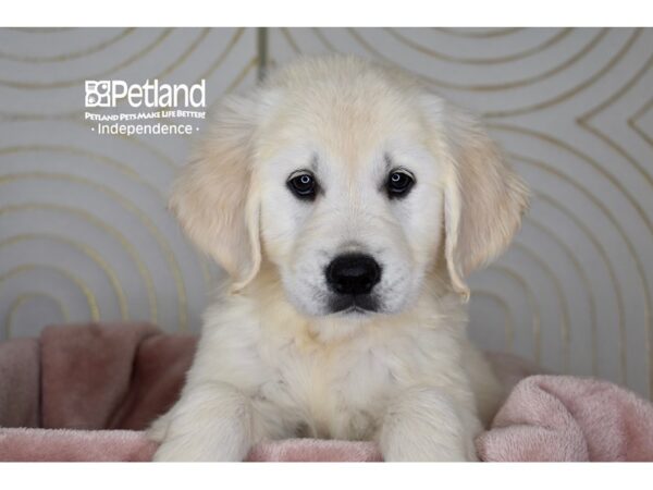 Golden Retriever-Dog-Female-Golden-5803-Petland Lee's Summit, MO