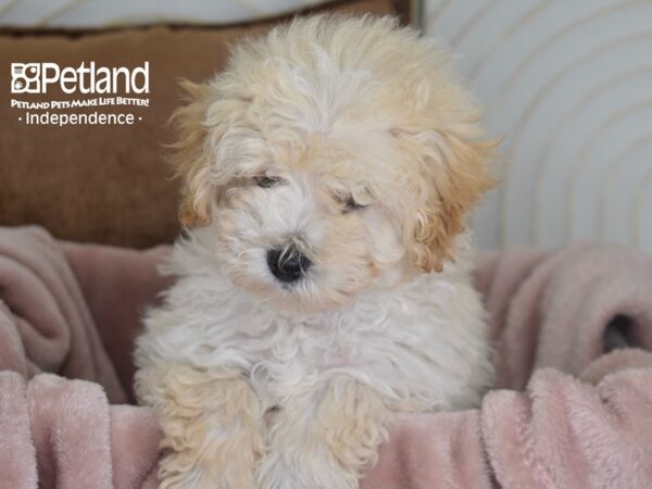 Maltipoo-Dog-Male-Cream-920-Petland Lee's Summit, MO