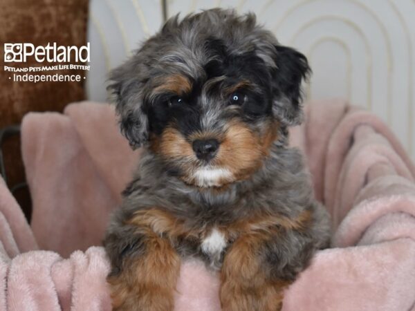 Miniature Bernedoodle 2nd Gen-Dog-Female-Blue Merle-5810-Petland Lee's Summit, MO