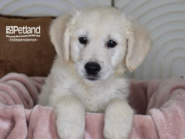 Golden Retriever-Dog-Male-Light Golden-5827-Petland Lee's Summit, MO
