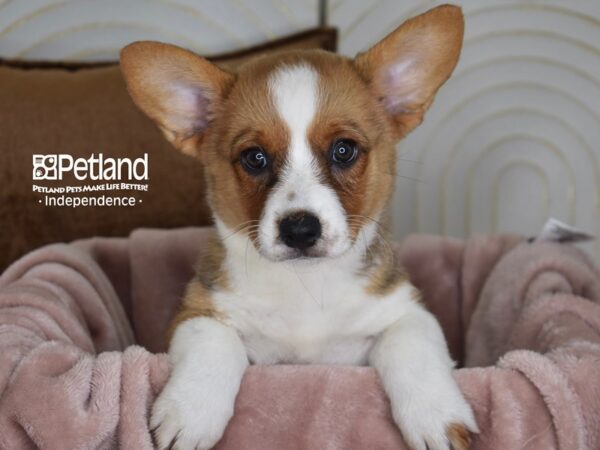 Cardigan Welsh Corgi-Dog-Female-Red & White-5824-Petland Lee's Summit, MO