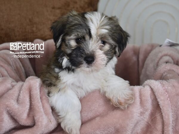 Havapoo-Dog-Male-Sable & White-5819-Petland Lee's Summit, MO
