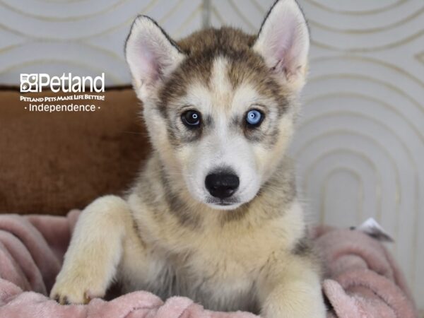 Siberian Husky-Dog-Male-Gray & White-5825-Petland Lee's Summit, MO