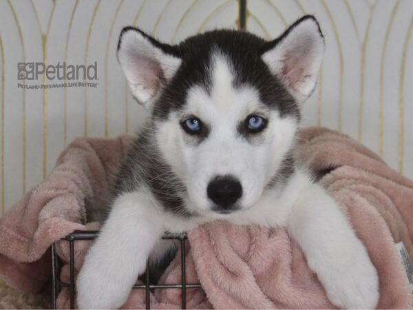 Siberian Husky-Dog-Male-Black & White-917-Petland Lee's Summit, MO