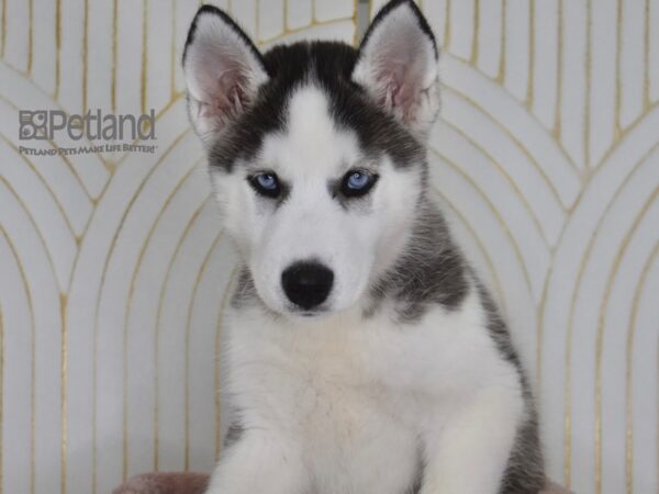 Siberian Husky-Dog-Male-Black & White-918-Petland Lee's Summit, MO