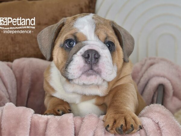 English Bulldog-Dog-Male-Blue Fawn & White-5834-Petland Lee's Summit, MO
